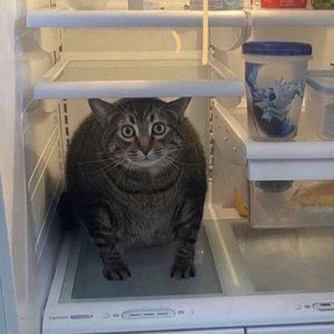 Meet your Posher, Anne